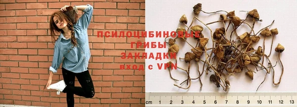 шишки Беломорск